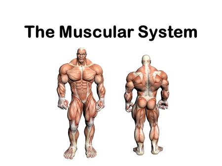 The Muscular System. Did you know that ? - more than 50% of body weight is muscle !