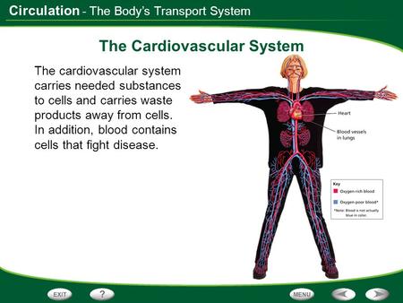 Circulation - The Body’s Transport System The Cardiovascular System The cardiovascular system carries needed substances to cells and carries waste products.