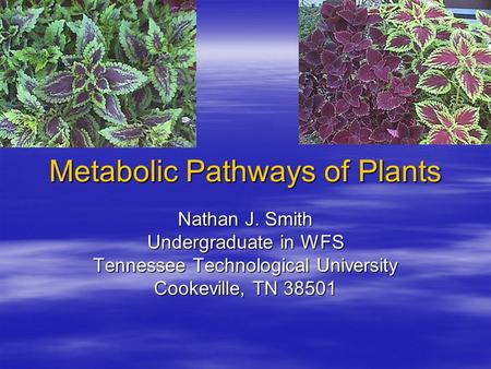 Metabolic Pathways of Plants Nathan J. Smith Undergraduate in WFS Tennessee Technological University Cookeville, TN 38501.