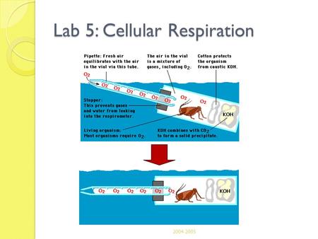 Lab 5: Cellular Respiration 2004-2005. Lab 5: Cellular Respiration Description ◦ using respirometer to measure rate of O 2 production by pea seeds 