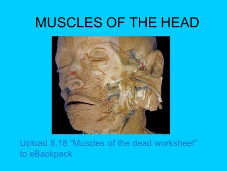 MUSCLES OF THE HEAD Upload 8.18 “Muscles of the dead worksheet”