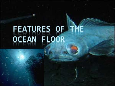  Numerous amount of people have searched the ocean’s floor for many years  Although it has been explored there has been much that is still needed to.