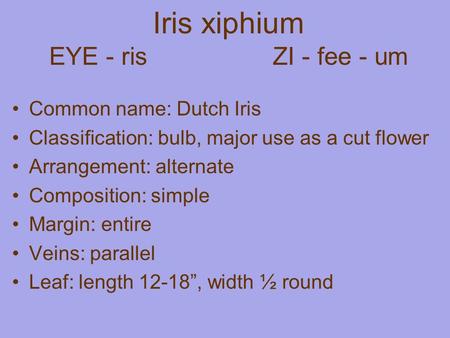 Iris xiphium EYE - ris ZI - fee - um Common name: Dutch Iris Classification: bulb, major use as a cut flower Arrangement: alternate Composition: simple.