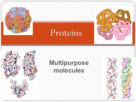 Proteins 2006-2007 Multipurpose molecules Proteins Most structurally & functionally diverse group of biomolecules Function: involved in almost everything.