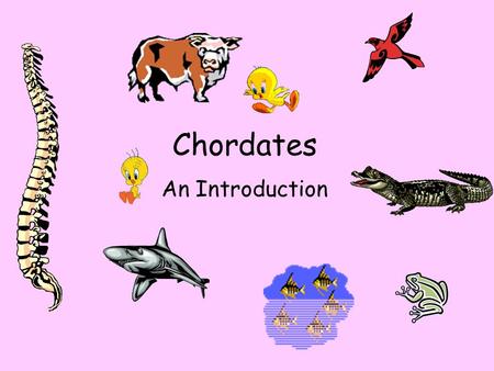 Chordates An Introduction. Kingdom Animalia- All inverts & verts 1.Phylum Chordata: All have nerve cords. 3 subphyla : A- Urochordata (tunicates aka sea.
