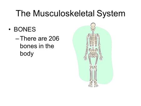 The Musculoskeletal System BONES –There are 206 bones in the body.