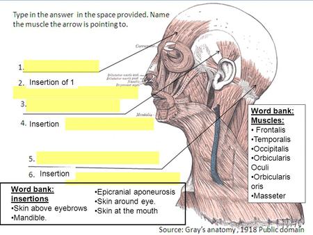 Insertion Insertion of 1 Word bank: Muscles: Frontalis Temporalis Occipitalis Orbicularis Oculi Orbicularis oris Masseter Word bank: insertions Skin above.