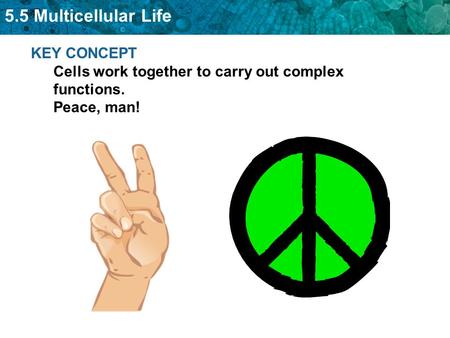 5.5 Multicellular Life KEY CONCEPT Cells work together to carry out complex functions. Peace, man!