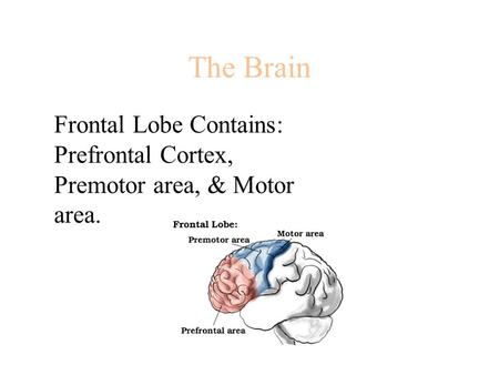 The Brain Frontal Lobe Contains: Prefrontal Cortex, Premotor area, & Motor area.