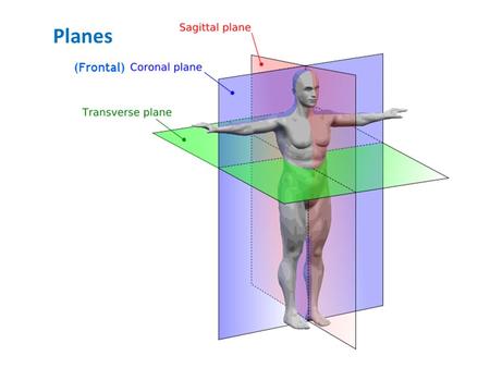 Planes (Frontal). Terms of Direction Long bone structure.