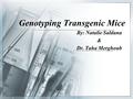 Genotyping Transgenic Mice By: Natalie Saldana & Dr. Taha Merghoub.