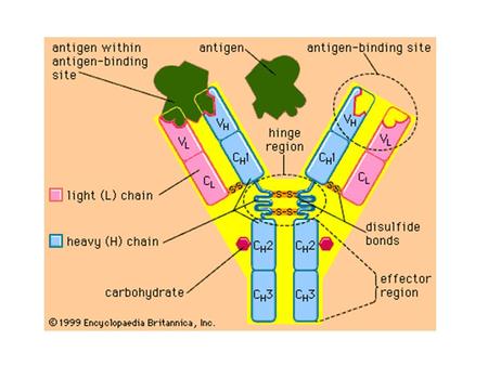 Organization and Expression of Immunoglobulin Genes.