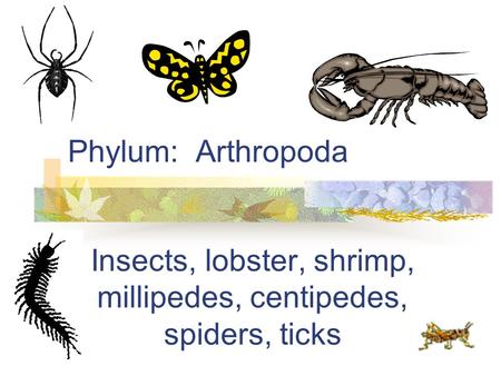 Phylum: Arthropoda Insects, lobster, shrimp, millipedes, centipedes, spiders, ticks.
