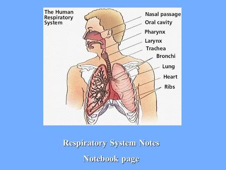 Respiratory System Notes Notebook page. 1. Respiration Moves oxygen (O 2 )from the outside environment into the body Removes carbon dioxide (CO 2 ) and.