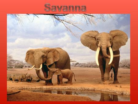 We are learning about the savanna. The savanna has hot and dry weather. They have a rainy season. There are big cats in the savanna and many more animals.