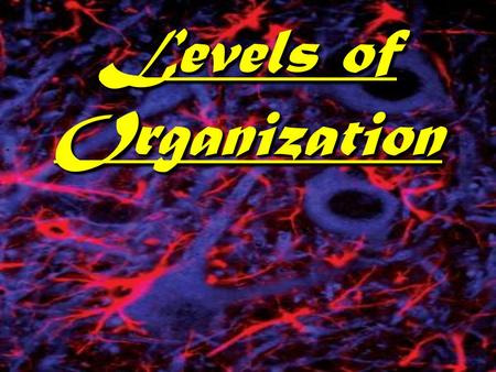 Levels of Organization The Body’s Organization  The human body is organized into different levels of organization: from the smallest unit, the cell,