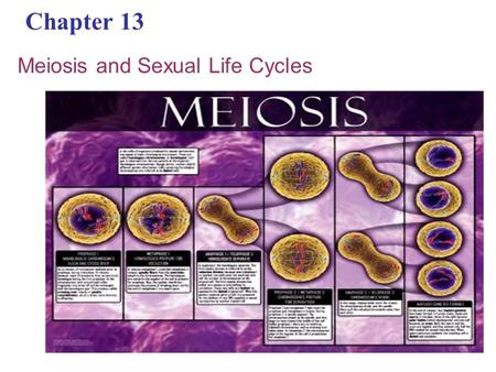 Chapter 13 Meiosis and Sexual Life Cycles. Overview: Variations on a Theme Living organisms are distinguished by their ability to reproduce their own.