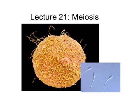 Lecture 21: Meiosis. Lecture outline 10/25/05 Review mitosis Finish cell cycle –Mutations in checkpoint genes can lead to cancer Sexual and asexual life.