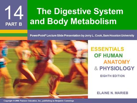 ELAINE N. MARIEB EIGHTH EDITION 14 Copyright © 2006 Pearson Education, Inc., publishing as Benjamin Cummings PowerPoint ® Lecture Slide Presentation by.