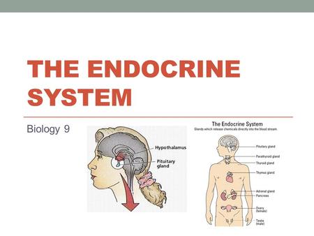 THE ENDOCRINE SYSTEM Biology 9. Doctor, what did you learn about Endocrine Disorders? YOU are the doctor Get together with people who studied the same.