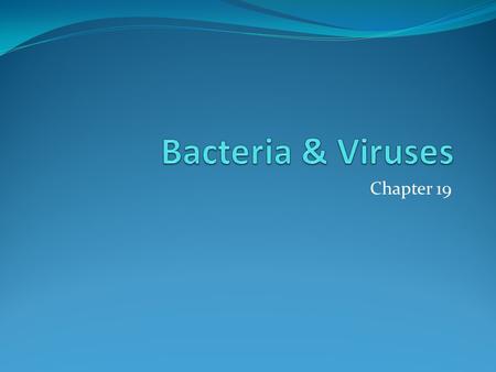 Chapter 19. Eubacteria Are prokaryotes – have no membrane bound nucleus The larger of the 2 kingdoms Live almost everywhere Fresh water, salt water, land,