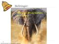 Bellringer:  Why are an African Elephant’s ears so big?