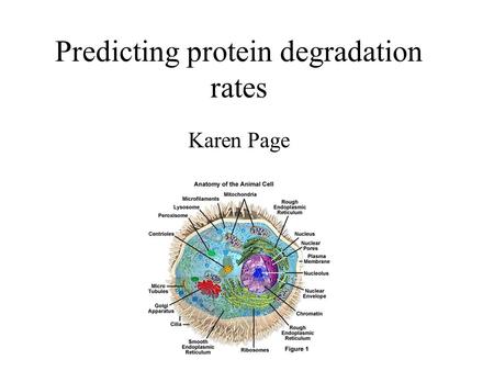 Predicting protein degradation rates Karen Page. The central dogma DNA RNA protein Transcription Translation The expression of genetic information stored.