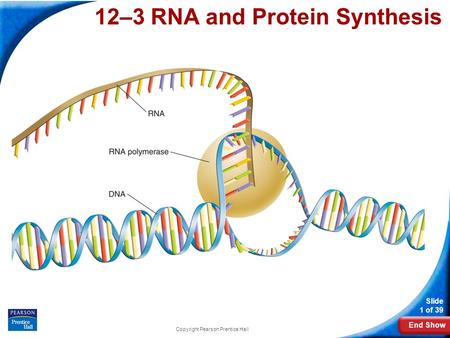 End Show Slide 1 of 39 Copyright Pearson Prentice Hall 12-3 RNA and Protein Synthesis 12–3 RNA and Protein Synthesis.