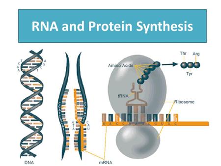 RNA and Protein Synthesis. How does DNA determine our traits?