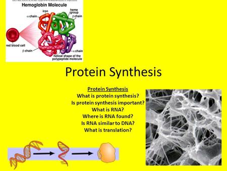 Protein Synthesis What is protein synthesis? Is protein synthesis important? What is RNA? Where is RNA found? Is RNA similar to DNA? What is translation?