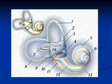 Review of Cochlear Anatomy Bony Capsule Bony Capsule Semicircular Canals Semicircular Canals Vestibule Vestibule Scala Tympani Scala Tympani Scala Vestibuli.