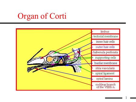 1 Organ of Corti 2 Organ of Corti (limbus) 3 Organ of Corti (tectorial memb.)
