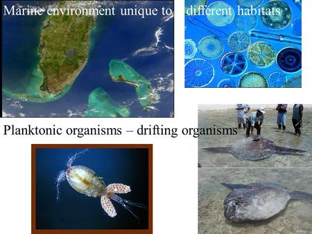 Planktonic organisms – drifting organisms Marine environment unique to different habitats.