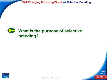 End Show 13-1 Changing the Living World Slide 1 of 18 Copyright Pearson Prentice Hall Selective Breeding What is the purpose of selective breeding?
