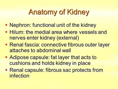 Anatomy of Kidney  Nephron: functional unit of the kidney  Hilum: the medial area where vessels and nerves enter kidney (external)  Renal fascia: connective.