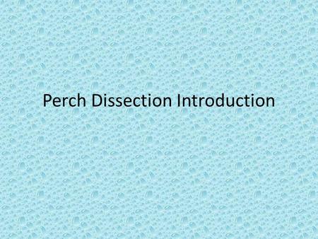 Perch Dissection Introduction. The Perch Scientific Name: Perca flavens Size: About 0.3m long and up to 2.3 kg Range: Found in lakes and rivers from the.