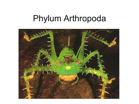 Phylum Arthropoda. Arthropods “Arthro” = joint “pod” = foot “jointed foot”