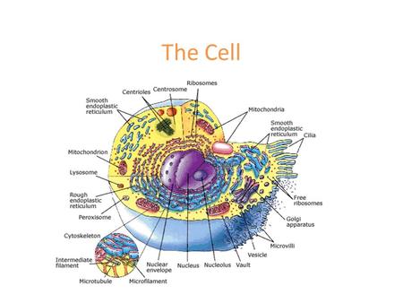 The Cell. Copyright 2010, John Wiley & Sons, Inc. Chapter 3: The Cellular Level of Organization Cells are the smallest living things Cells are the structural.