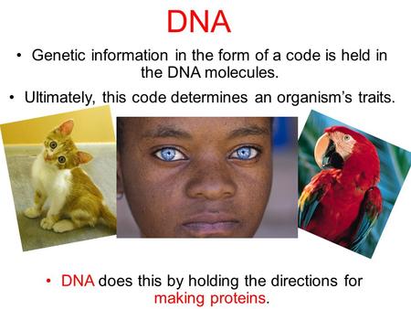 Section 11.1 Summary – pages 281 - 287 Genetic information in the form of a code is held in the DNA molecules. Ultimately, this code determines an organism’s.