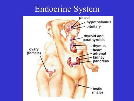 Endocrine System. Endocrine glands are composed of cells that secrete: – Hormones amino acid derivatives peptides and proteins steroids.