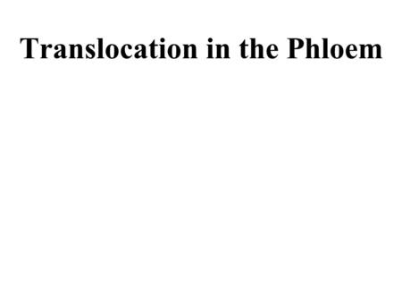 Translocation in the Phloem