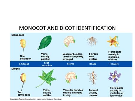 MONOCOT AND DICOT IDENTIFICATION. Dicot Monocot.