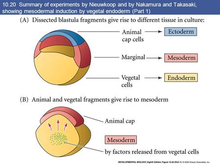 10.20 Summary of experiments by Nieuwkoop and by Nakamura and Takasaki, showing mesodermal induction by vegetal endoderm (Part 1)
