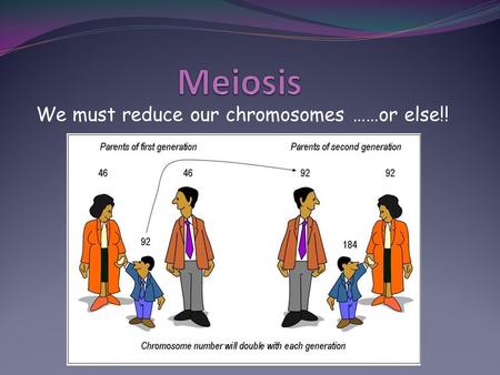 We must reduce our chromosomes ……or else!!. Each human baby gets a copy of every single gene from its parents in an egg and sperm cell… 23 chromosomes.