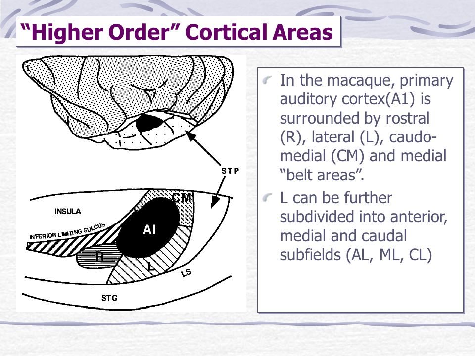 download clinical applications for motor control