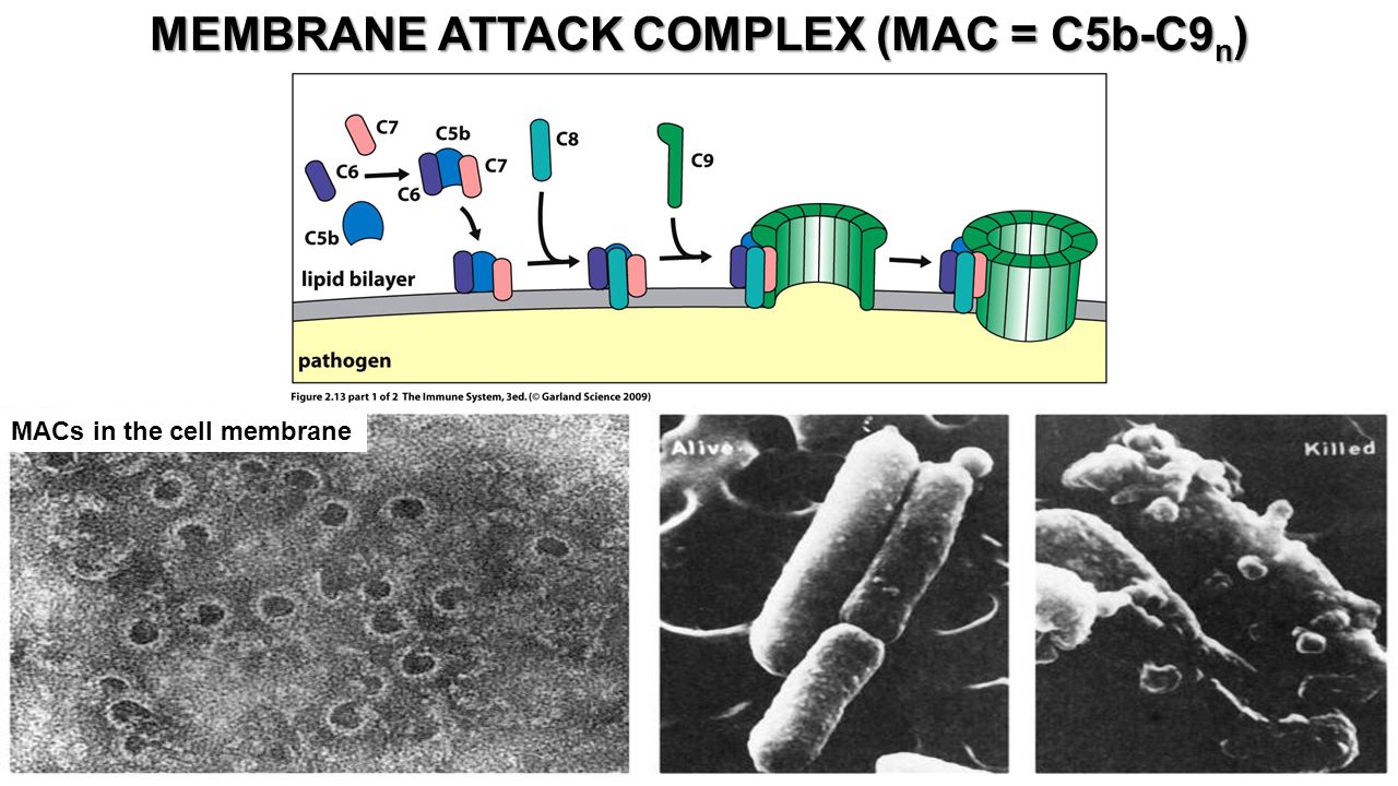 download medical microbiology with student consult online