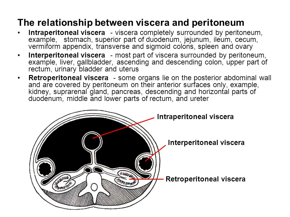 the peritoneum.