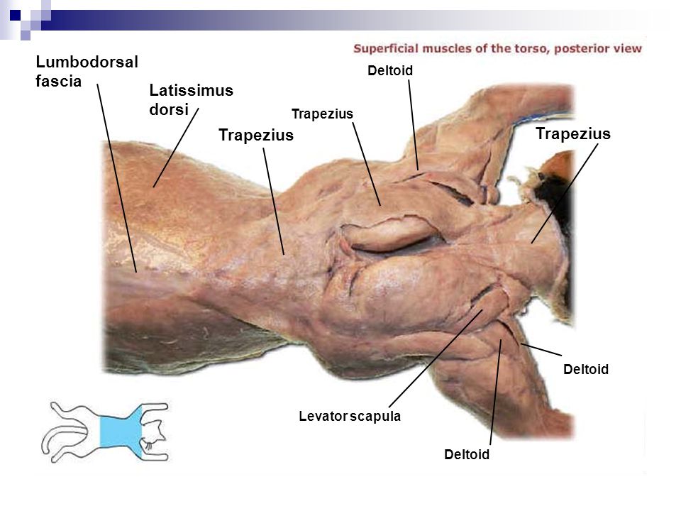 Cat Muscle Dissection 48