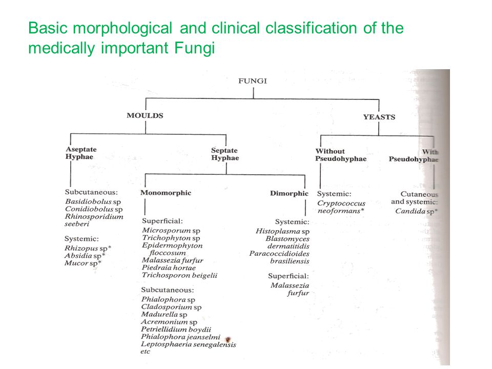 Fungi Of Medical Importance Pdf