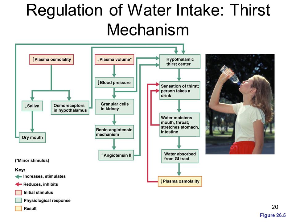Regulation Of Water Intake 13